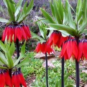 Fritillaria imperialis true red selection (25 seeds)
