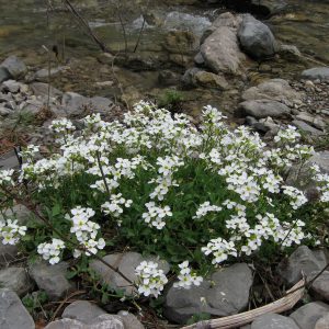 Arabis caucasica (100 seeds)