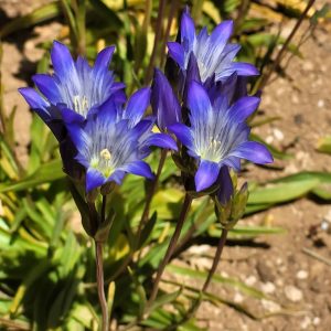 Gentiana olivieri (25 seeds) bulbous gentian