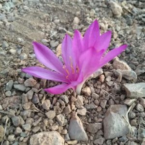 Colchicum per sicum (25 seeds)