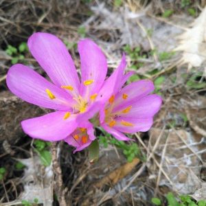 Colchicum varians (25 seeds)