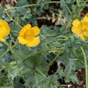 Glaucium flavum (50 seeds)