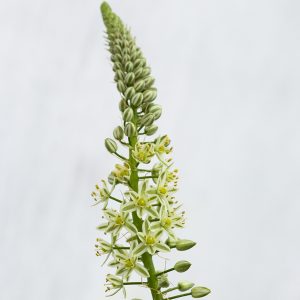 Ornithogalum caudatum (longibracteana) (1 small bulb)