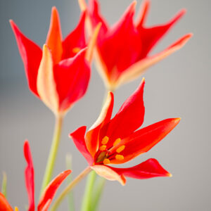 Tulipa sprengeri (1 bulb)