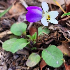 Viola modesta (bag of seeds)