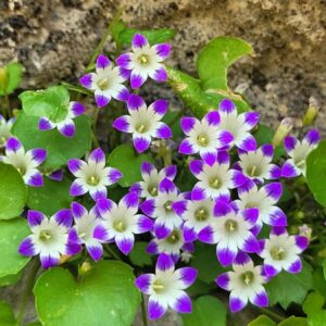 Campanula perposila (bag of seeds)