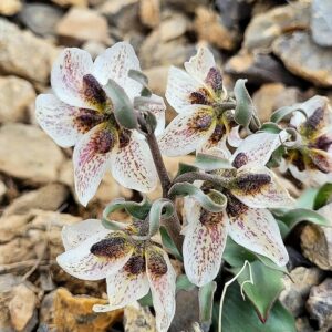 Fritillaria gibbosa (bag of seeds)