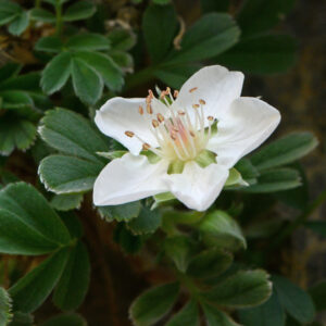 Potentilla lignosa (bag of seeds)