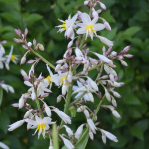 Athropodium cirratum  (bag of seeds)