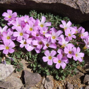 Oxalis adenophylla Ny Form