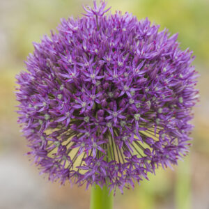 Allium hybrid Orissa