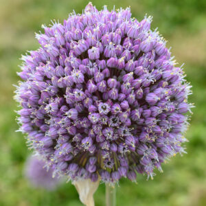 Allium ampeloprasum Rose Picture (1 bulb)