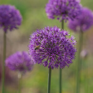 Allium hollandicum PCN 1993