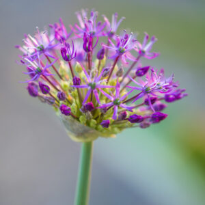 Allium jesdianum Akbulak