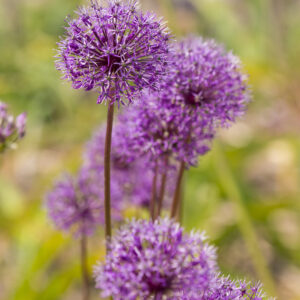 Allium jesdianum Shing