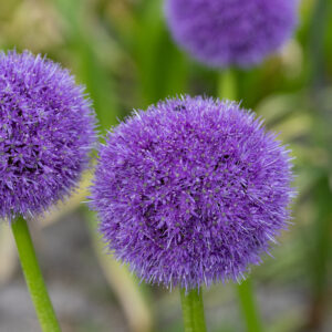Allium macleanii