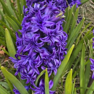 Hyacinthus orientalis Crystal Beauty (1 bulb)