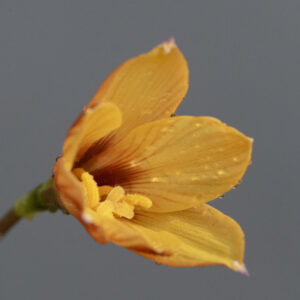 Habranthus tubispathus (seeds)