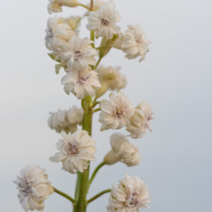 Hyacinthus orientalis Gloria Mundi