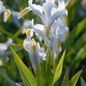 Iris magnifica