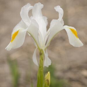 Iris magnifica Virginity (juno)
