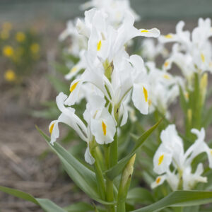 Iris magnifica ALBA   (juno)
