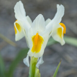 Iris Sunnyside Up 1 bulb magnifica x bucharica
