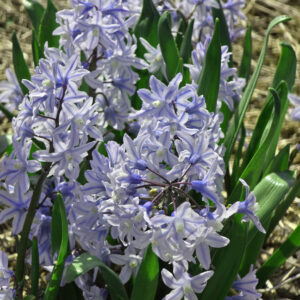 Puschkinia  scilloides BLUISH (A.Hoog)