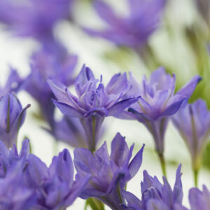 Triteleia Aquarius (5 bulbs)