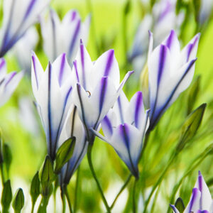 Triteleia Foxy  (5 bulbs)