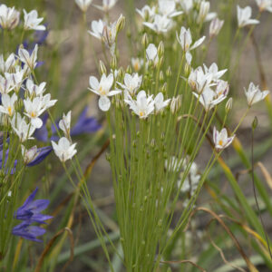 Triteleia Silver Queen  (5 bulbs)