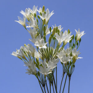 Triteleia White Cloud (5 bulbs)