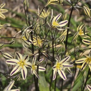 Triteleia hendersonii (3 bulbs)
