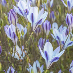Triteleia peduncularis (5 bulbs)