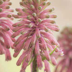 Veltheimia bracteata   big bulb