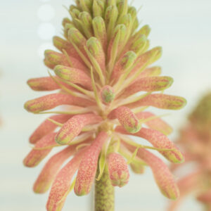 Veltheimia viridifolia big bulb