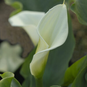 Zantedeschia odorata